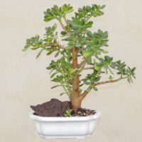 گیاه طبیعی بونسای کراسولا اواتا مدل ۵۵۹