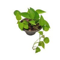 گیاه طبیعی پتوس نئون کد ptosn01