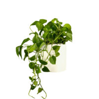 گیاه طبیعی پتوس گلیتال مدل GTL104