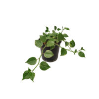 گیاه طبیعی پتوس ارتشی کد ptosa02